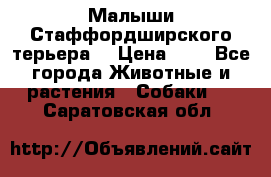 Малыши Стаффордширского терьера  › Цена ­ 1 - Все города Животные и растения » Собаки   . Саратовская обл.